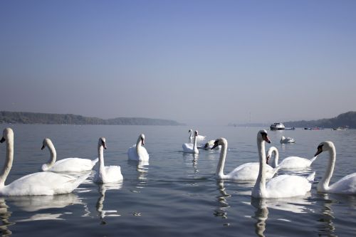 swans river water