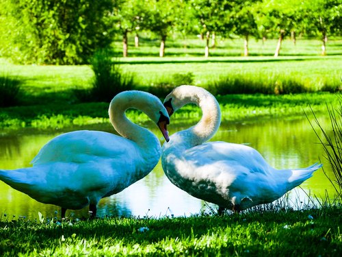 swans  lake  pond