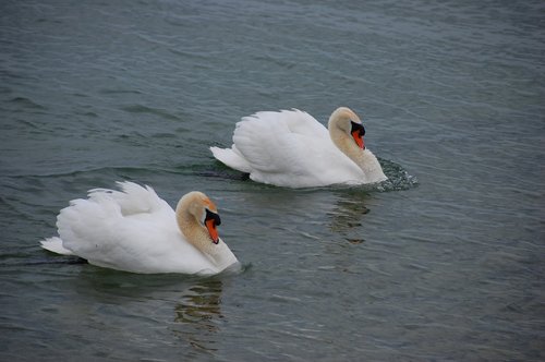 swans  water  swan