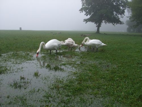 swans puddle meadow