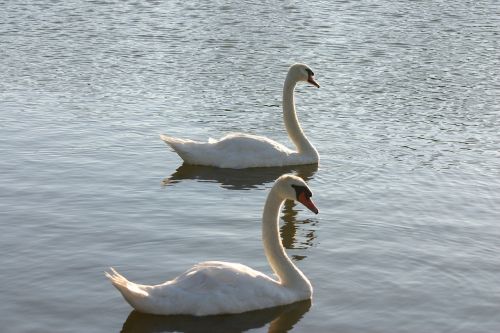 swans wildlife nature