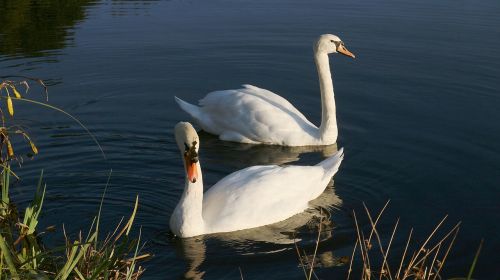 swans pond white