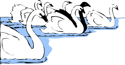 swans birds animal