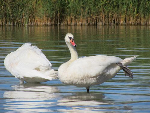 swans birds water