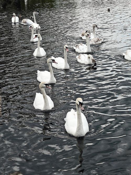 swans water bird