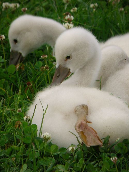swans cub bird