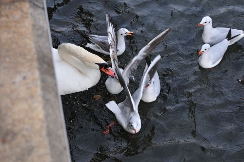 swans lake birds