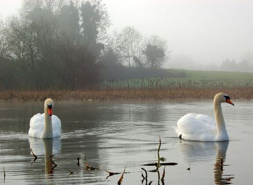 swans landscape pond