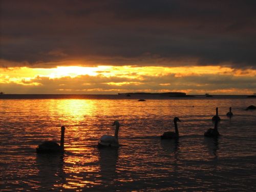 swans sunset swimming