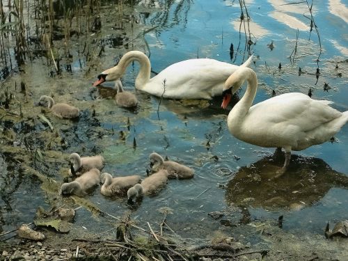 swans chicks family