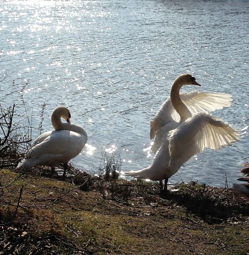 swans couple swimming birds