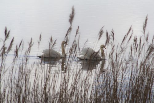 swans lake birds