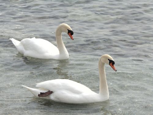 swans animals lake