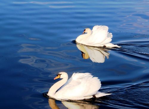 swans couple pride
