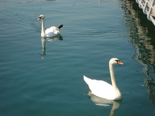 swans birds lake