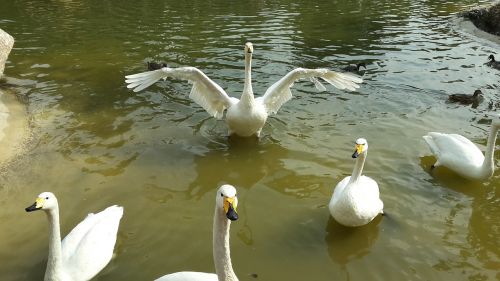 swans birds park