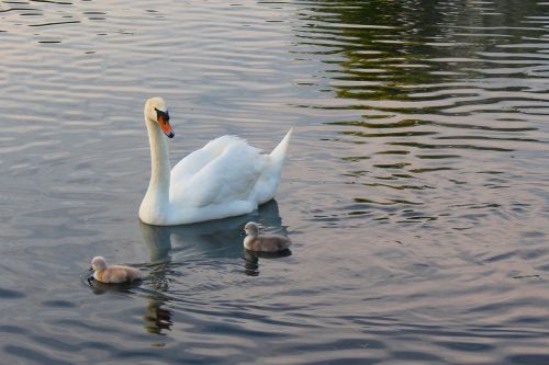 swans young water