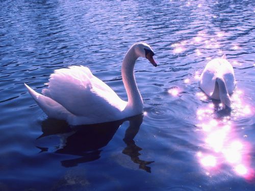 swans birds lake