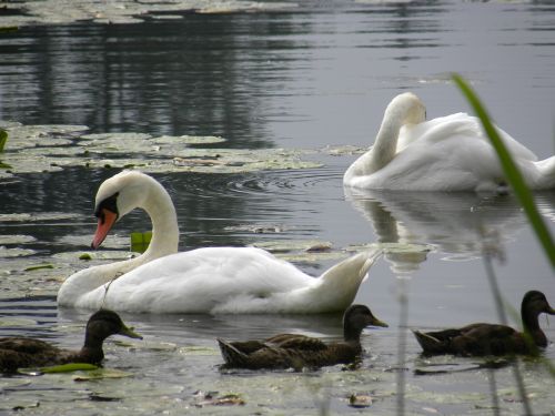 swans pond water