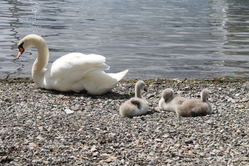 swans cygnets chicks