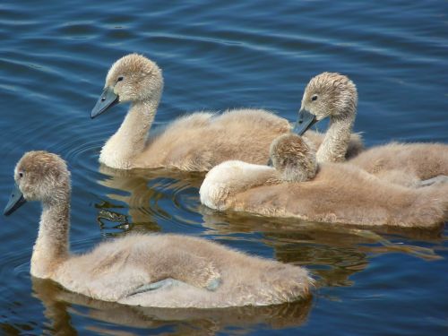 swans chicks young animals