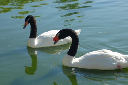 swans water nature