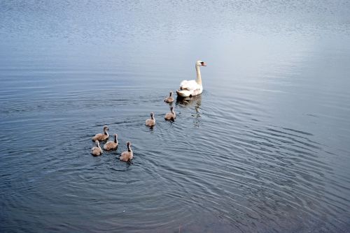 swans family lake