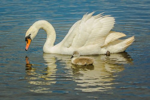 swans water birds