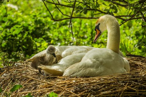 swans priroda wild nature