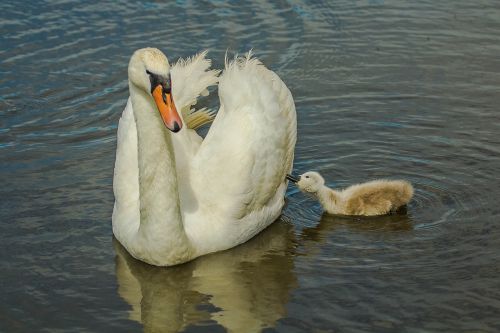 swans water wild nature