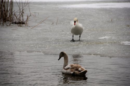 swans bird water