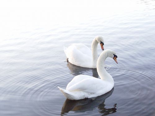 swans lake nature