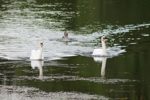 swans family cubs