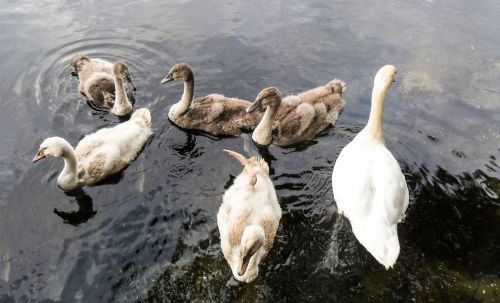 swans waterfowl lake