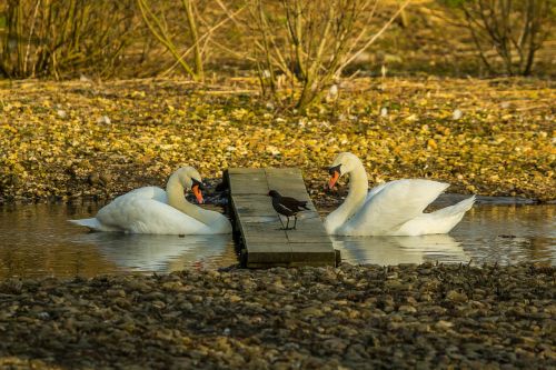 swans nature birds