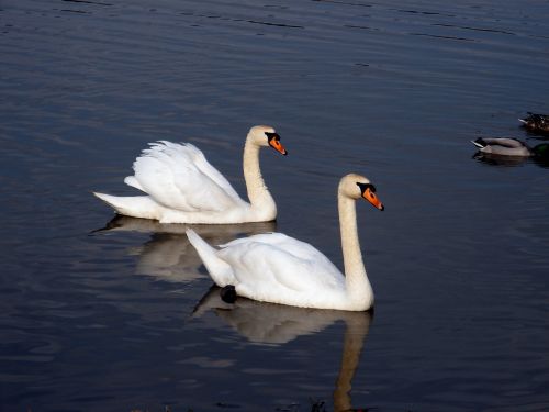 swans birds animal