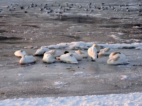 swans birds animal