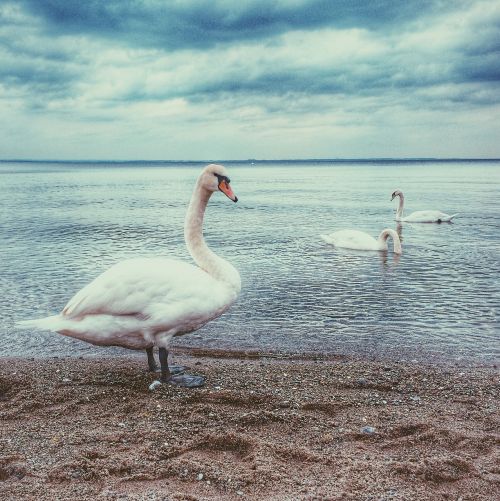 swans lake beach