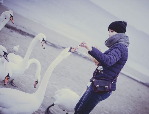 swans feeding nature