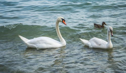 swans birds duck