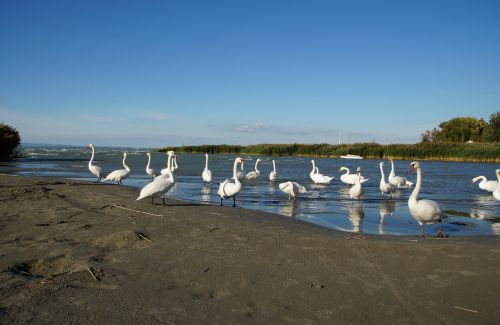 swans balaton lake