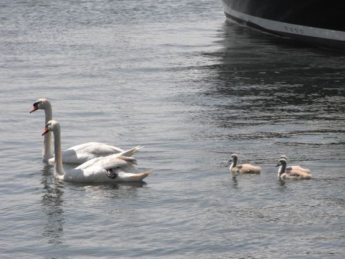 swans water wildlife