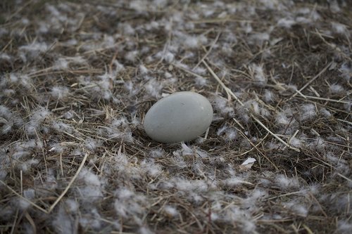 swan's egg  swan  nest