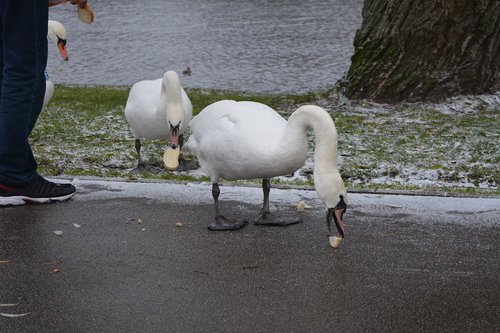 swans feeding  3 swans  swans being fed