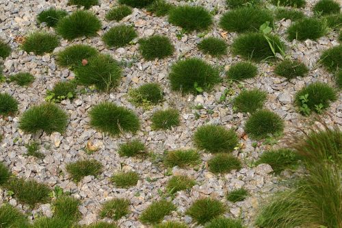 swards grass pebble