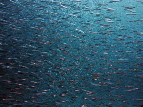 fish swarm underwater