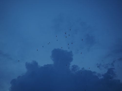 swarm flock of birds migratory birds