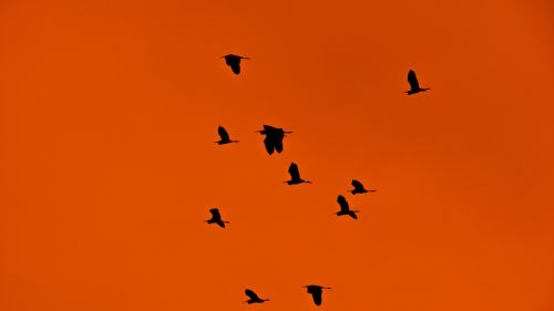 swarm flock birds