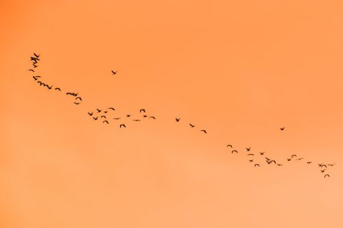 swarm flock birds