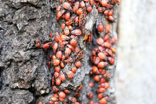 swarm nature bugs